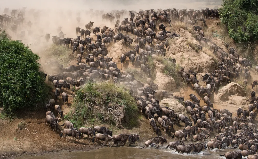 Witness Wonders on a 6D/5N Serengeti Migration Safari Adventure