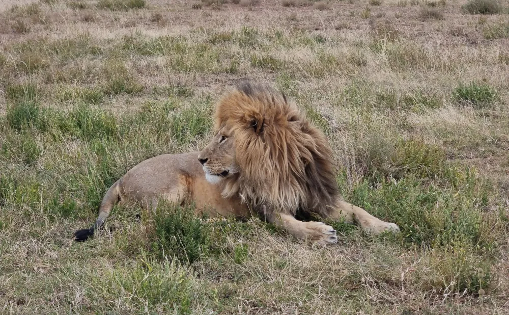 Ultimate 5-Day Wildlife Experience in Serengeti, Tarangire & Ngorongoro