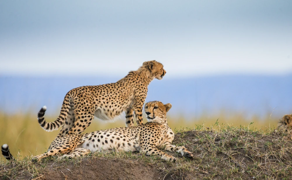 A Journey Through Serengeti National Park