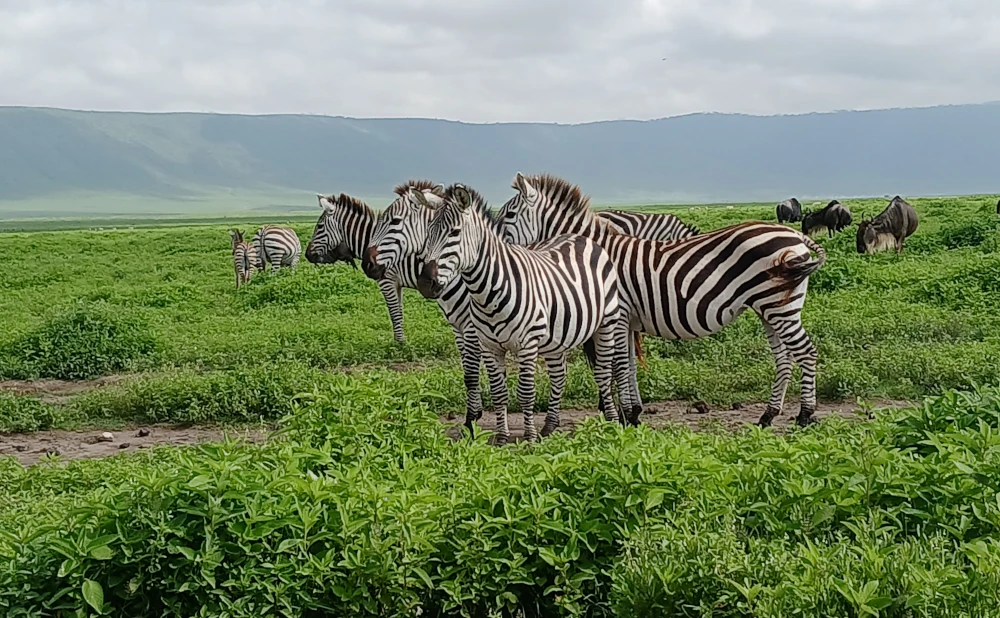 Exploring the Wonders of Ngorongoro Conservation Area