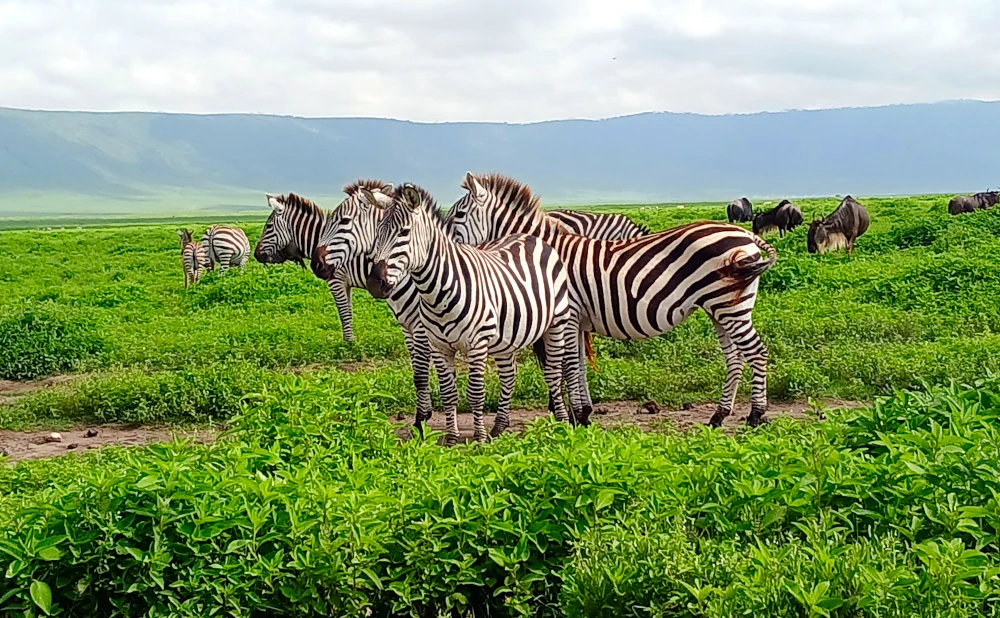 Ultimate Tanzania Safari: 8 Days and 7 Nights in Tarangire, Lake Manyara, Serengeti, and Ngorongoro Crater