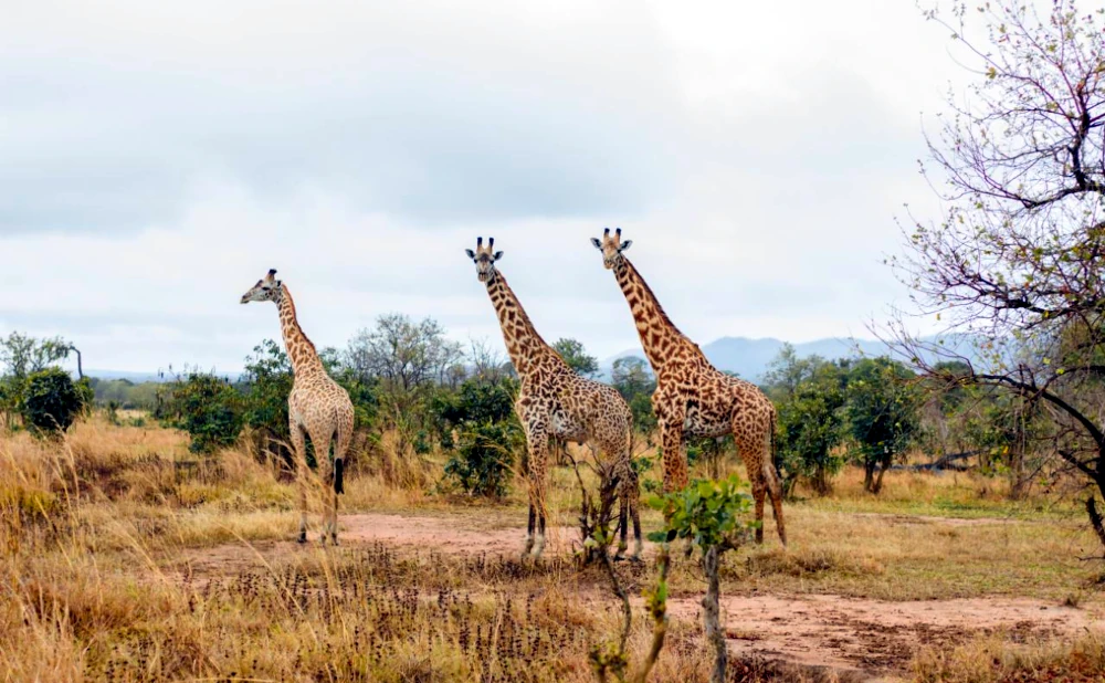Discover the Beauty of Mikumi National Park on a 3-Day Safari