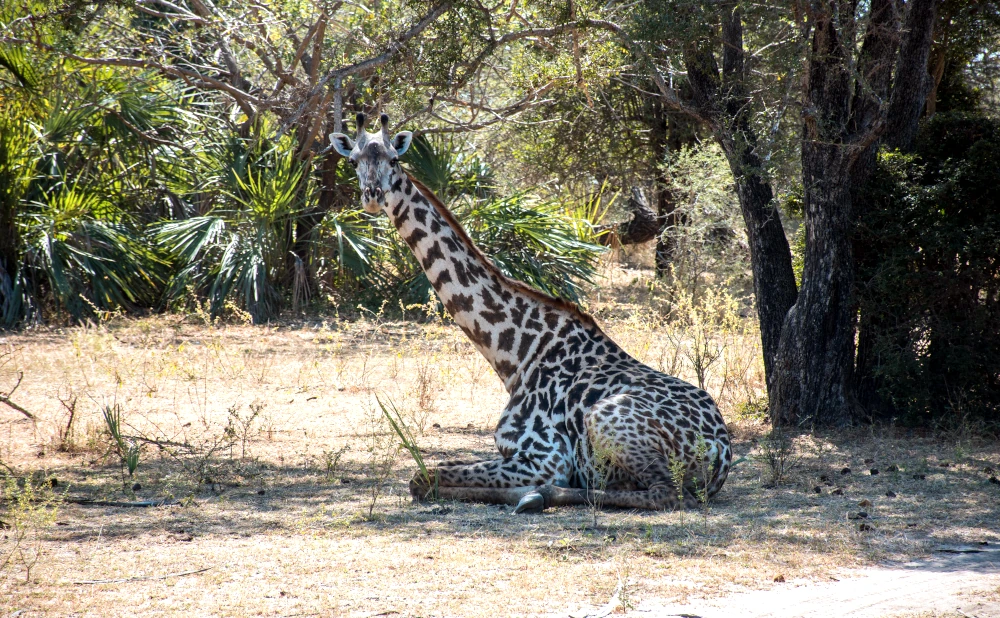 The Ultimate Wildlife Safari: 4 Days Exploring Nyerere National Park