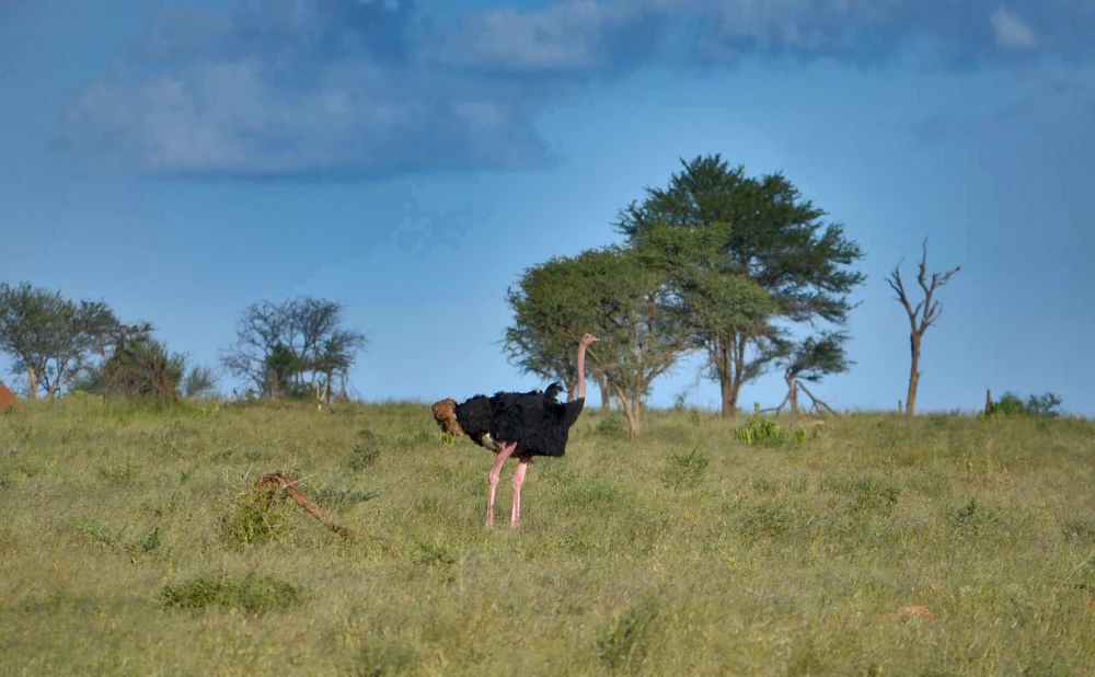 15 Breathtaking Landscapes in Serengeti National Park