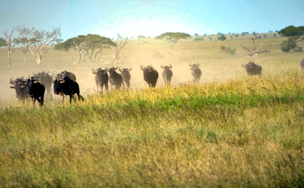 The Best Time To Visit Serengeti National Park: A Seasonal Guide