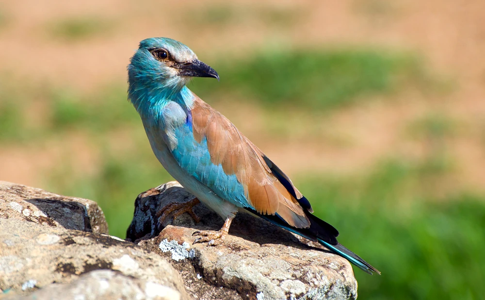 Top 7 Bird species to spot in Mikumi National Park.
