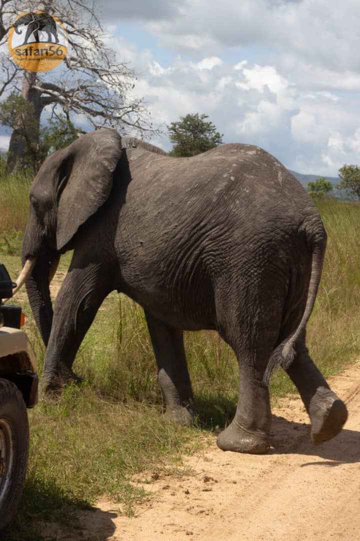 MIKUMI NATIONAL PARK: TANZANIA CAPTIVATING WILDLIFE OASIS