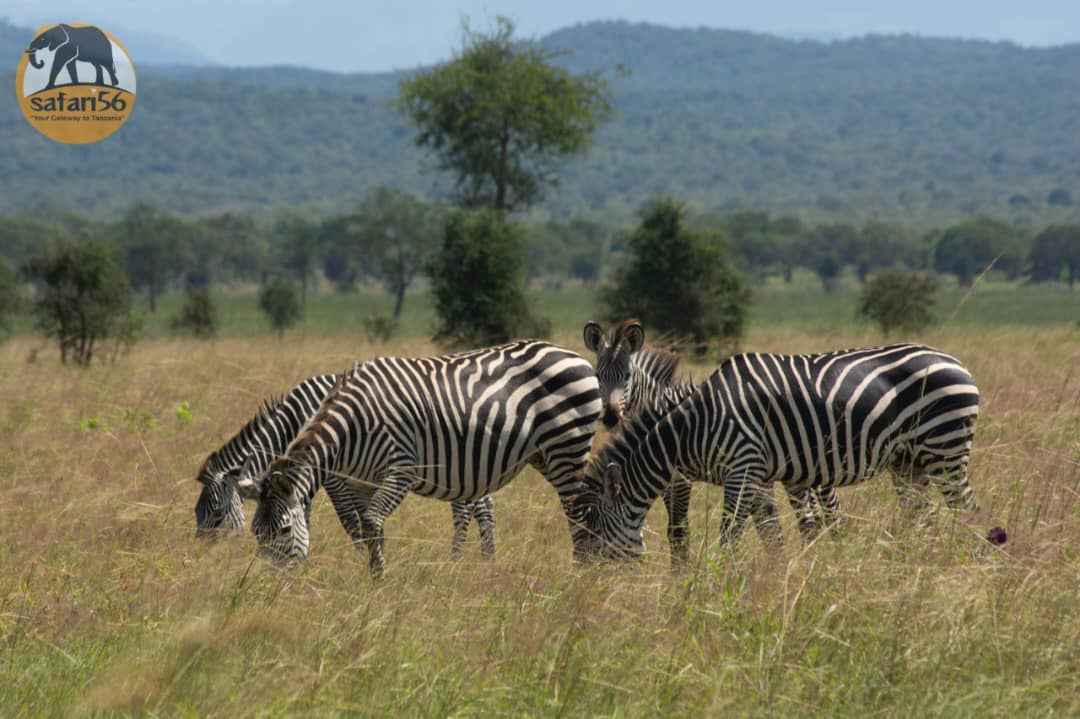 TARANGIRE NATIONAL PARK: A SERENE WILDLIFE HAVEN