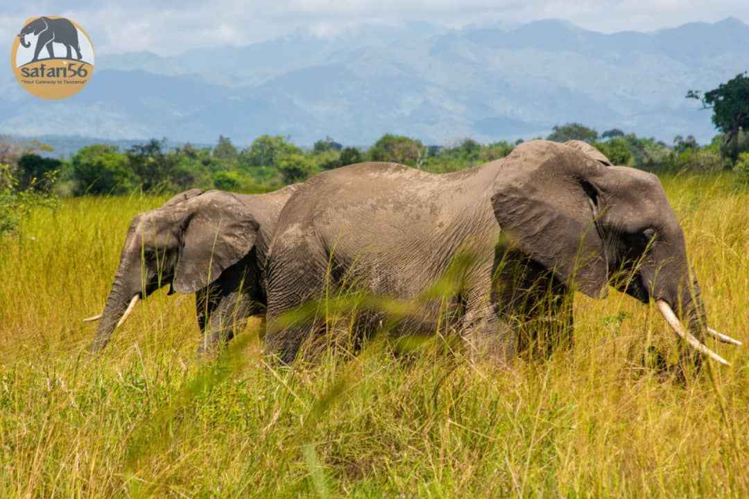 NYERERE NATIONAL PARK: TANZANIA VAST WILDLERNESS TREASURE