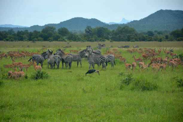 Mikumi National Park: The Small Serengeti Awaits You!